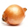 Oignons