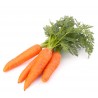 Carottes